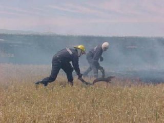 FUEGO CAMPO 06  ECOLOGIA